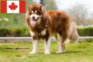 Read more about the article Alaskan Malamute crescători și căței în Canada