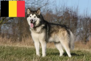 Read more about the article Alaskan Malamute crescători și căței în Belgia