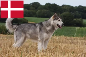 Read more about the article Alaskan Malamute crescători și căței în Danemarca