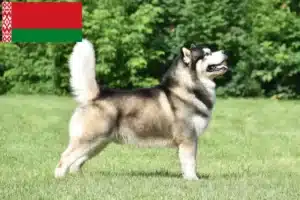 Read more about the article Alaskan Malamute crescători și căței în Belarus