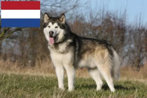 Read more about the article Alaskan Malamute crescători și căței în Olanda