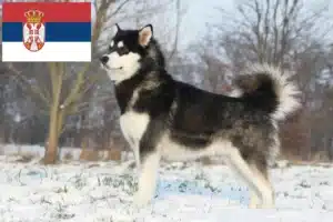 Read more about the article Alaskan Malamute crescători și căței în Serbia