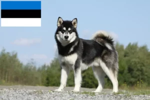 Read more about the article Alaskan Malamute crescători și căței în Estonia