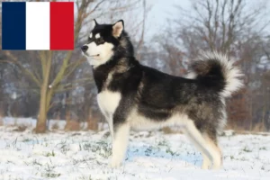 Read more about the article Alaskan Malamute crescători și căței în Franța