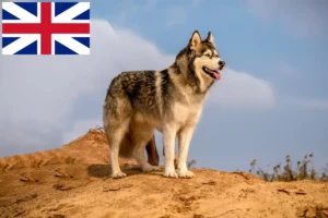 Read more about the article Alaskan Malamute crescători și căței în Marea Britanie