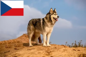 Read more about the article Alaskan Malamute crescători și căței în Republica Cehă