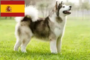 Read more about the article Alaskan Malamute crescători și căței în Spania