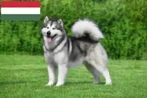 Read more about the article Alaskan Malamute crescători și căței în Ungaria