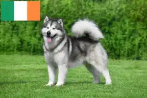 Read more about the article Alaskan Malamute crescători și căței în Irlanda