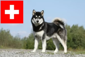 Read more about the article Alaskan Malamute crescători și căței în Elveția