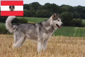 Read more about the article Alaskan Malamute crescători și căței în Austria