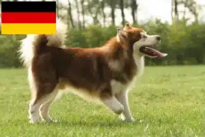 Read more about the article Alaskan Malamute crescători și căței în Germania