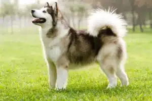 Read more about the article Alaskan Malamute crescător