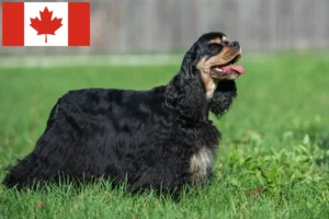 Read more about the article American Cocker Spaniel crescători și căței în Canada