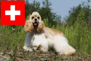 Read more about the article American Cocker Spaniel crescători și căței în Elveția