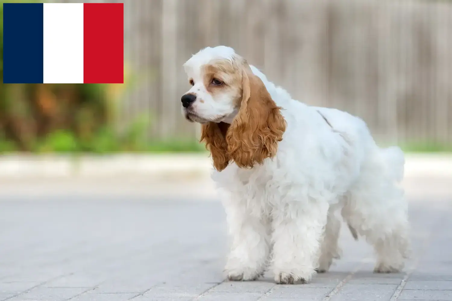 Read more about the article American Cocker Spaniel crescători și căței în Franța