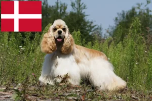 Read more about the article American Cocker Spaniel crescători și căței în Danemarca