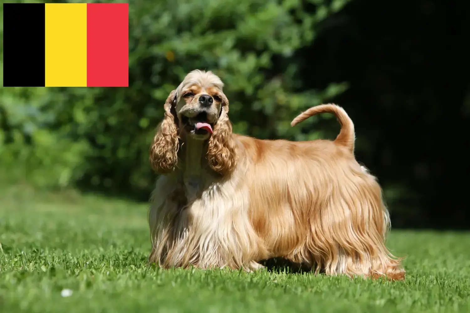 Read more about the article American Cocker Spaniel crescători și căței în Belgia