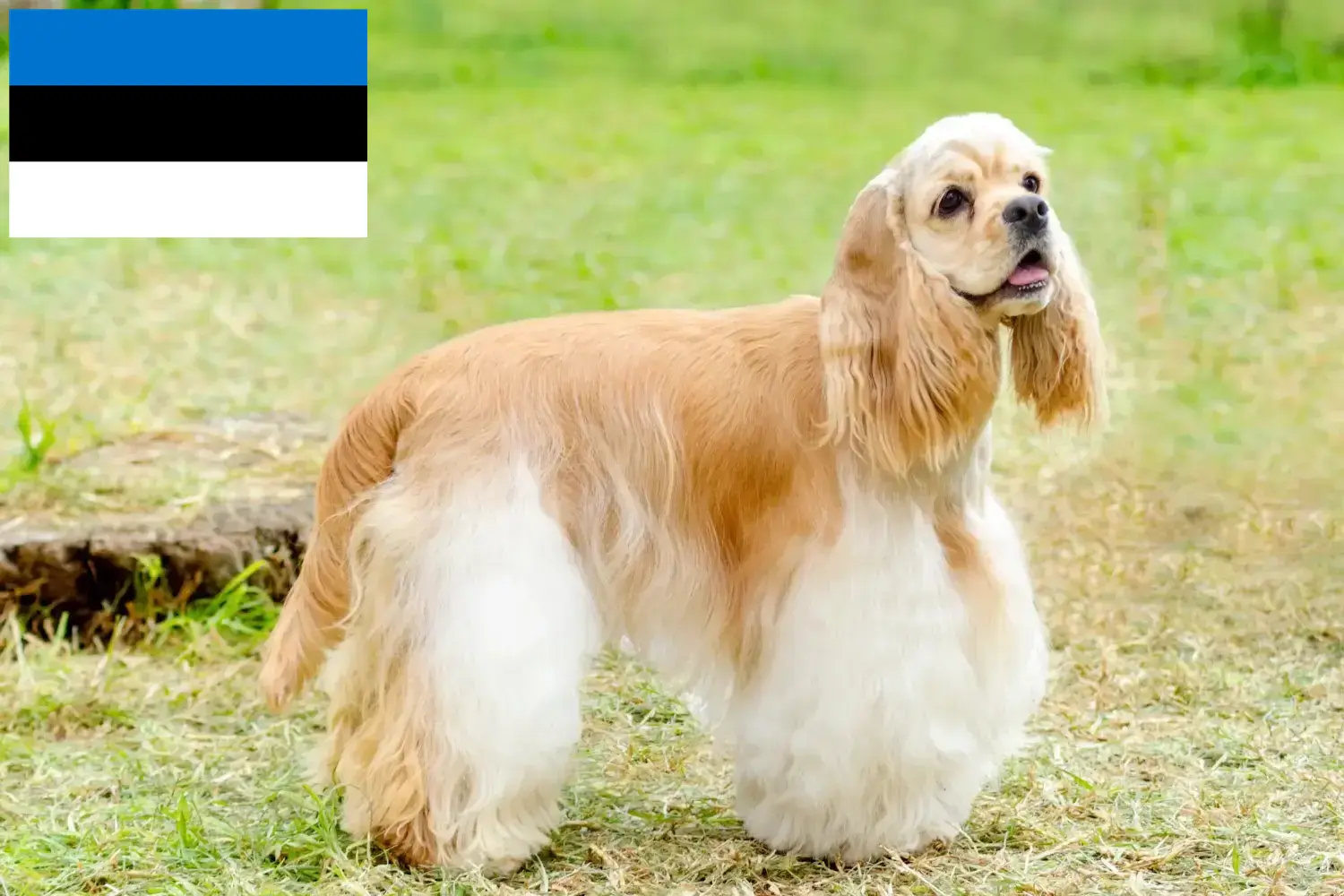 Read more about the article American Cocker Spaniel crescători și căței în Estonia