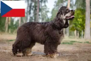 Read more about the article American Cocker Spaniel crescători și căței în Republica Cehă