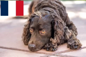 Read more about the article American Water Spaniel crescători și căței în Franța