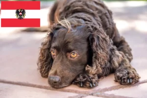 Read more about the article American Water Spaniel crescători și căței în Austria