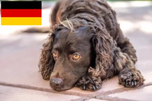 Read more about the article American Water Spaniel crescători și căței în Germania