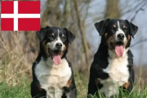 Read more about the article Appenzell Mountain Dog Breeder și Cățeluși în Danemarca