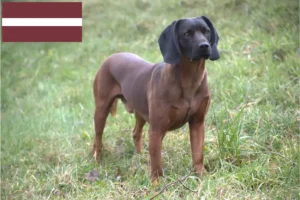 Read more about the article Bavarian Mountain Hound crescători și căței în Letonia