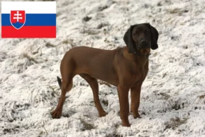 Read more about the article Bavarian Mountain Hound crescători și căței în Slovacia