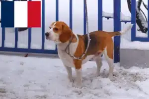 Read more about the article Beagle Harrier crescători și căței în Franța