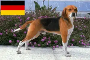 Read more about the article Beagle Harrier crescători și căței în Germania