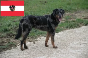 Read more about the article Beauceron crescători și căței în Austria