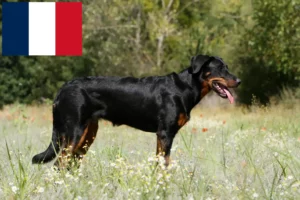 Read more about the article Beauceron crescători și căței în Franța