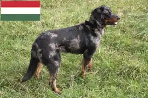 Read more about the article Beauceron crescători și căței în Ungaria