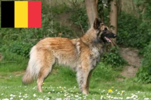 Read more about the article Ciobănesc belgian Dog Breeder și cățeluși în Belgia