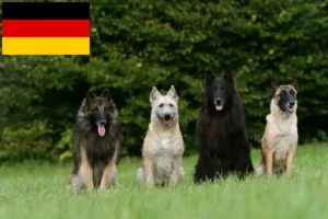 Read more about the article Ciobănesc belgian Dog Breeder și cățeluși în Germania