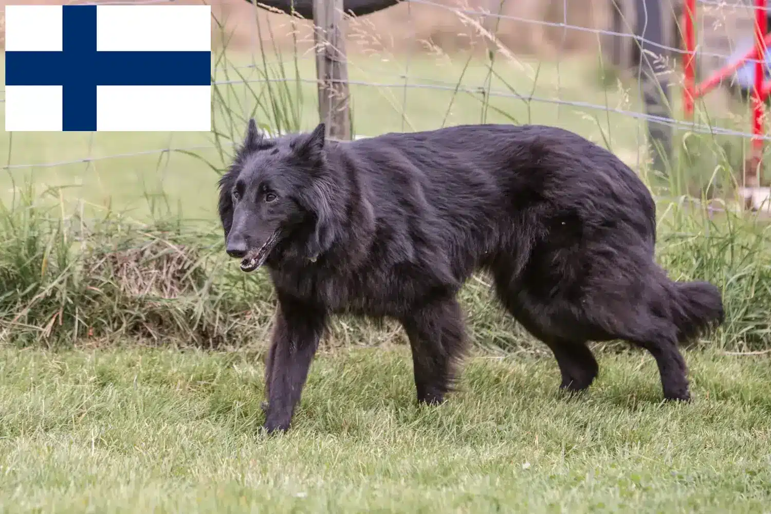 Read more about the article Ciobănesc Belgian Shepherd Dog Breeder și Cățeluși în Finlanda