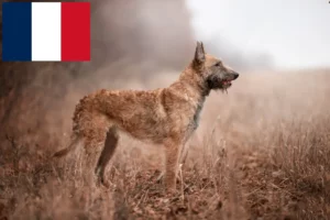 Read more about the article Ciobănesc belgian Dog Breeder și cățeluși în Franța