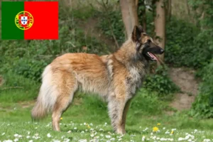 Read more about the article Ciobănesc Belgian Dog Breeder și Cățeluși în Portugalia