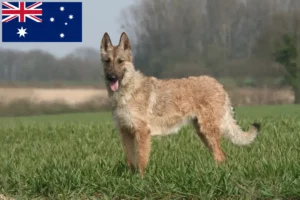 Read more about the article Belgian Shepherd Dog Breeder și căței în Australia