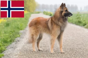 Read more about the article Ciobănesc belgian Dog Breeder și cățeluși în Norvegia