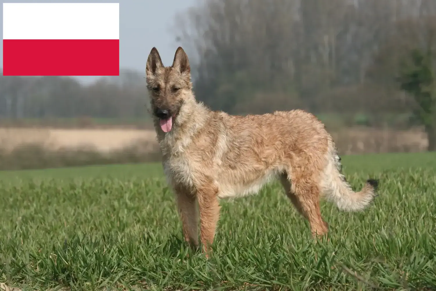 Read more about the article Ciobănesc belgian Dog Breeder și cățeluși în Polonia