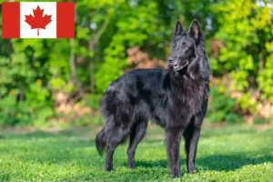 Read more about the article Belgian Shepherd Dog Breeder și cățeluși în Canada