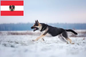 Read more about the article Eastern European Shepherd Dog Breeder și cățeluși în Austria