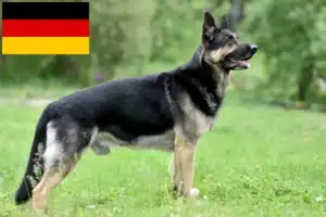 Read more about the article Eastern European Shepherd Dog Breeder și căței în Germania