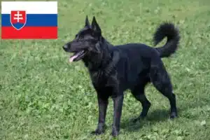 Read more about the article Eastern European Shepherd Dog Breeder și cățeluși în Slovacia