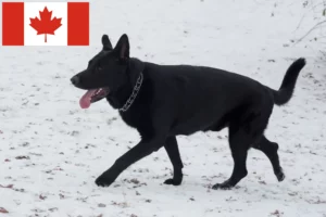 Read more about the article Eastern European Shepherd Shepherd Dog Breeder și cățeluși în Canada