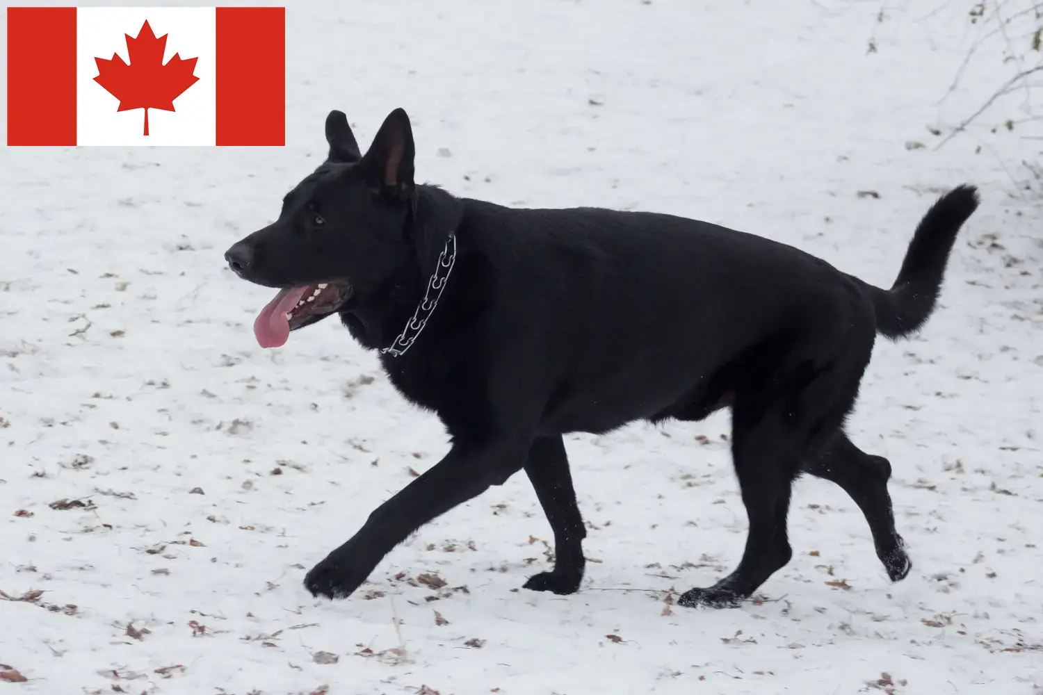 Read more about the article Eastern European Shepherd Shepherd Dog Breeder și cățeluși în Canada