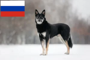 Read more about the article Eastern European Shepherd Dog Breeder și cățeluși în Rusia